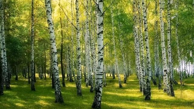 Берёзы России смотреть онлайн