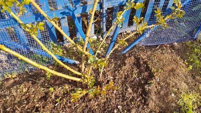 Суперрастущая ? РОЗА АНГЕЛА, много места? надо Кусту, у меня стала ПЛЕТИСТАЯ 3.04.23 год смотреть онлайн