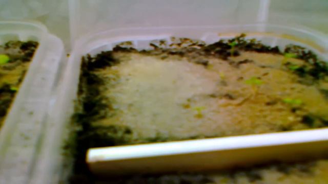 11.03.2019 – рассада табака растет. смотреть онлайн