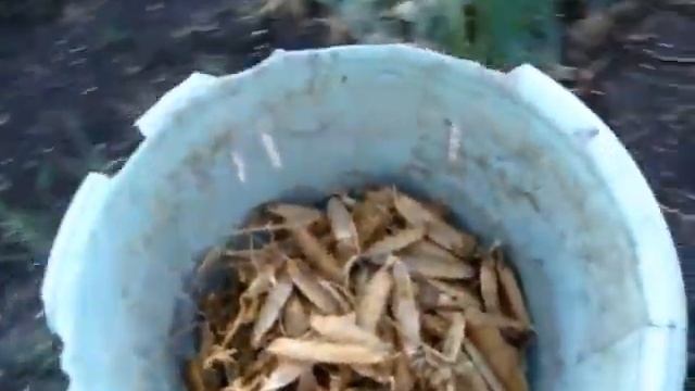 Молотим стручковой Горох. Уборка сладкого гороха смотреть онлайн