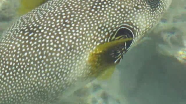 Рыба-собака или Колючий аротрон смотреть онлайн