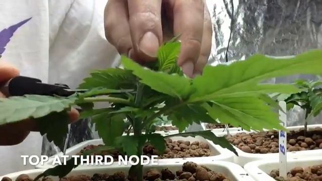 Выращивание травы от А доЯ смотреть онлайн