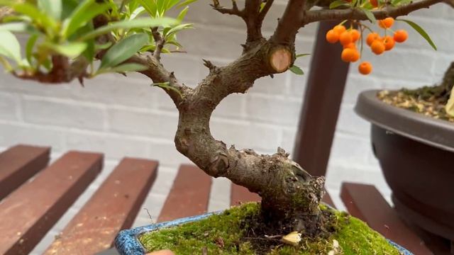 Working On My Pyracantha Orange Glow Bonsai