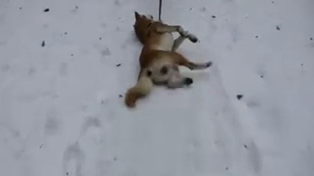 Акита на прогулке смотреть онлайн