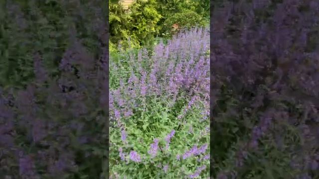 Придомовая в рабочем саду .. цветет котовник смотреть онлайн