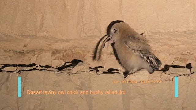 Desert tawny owl chick gobbling a Bushy tailed jird פרחון לילית מדבר בולע יפה זנב смотреть онлайн