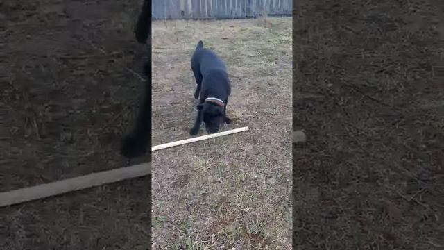 #канекорсо #игрушки #дача #деревнямоя смотреть онлайн