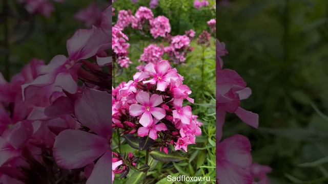 Флокс Мисс Элли смотреть онлайн