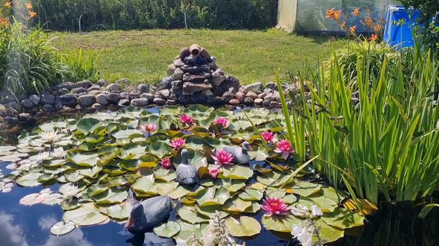 265 МОЙ ЦВЕТУЩИЙ САД, СЕЗОН 2023! ПРОГУЛКА В ЛЕТО.💐🌹🌺 смотреть онлайн