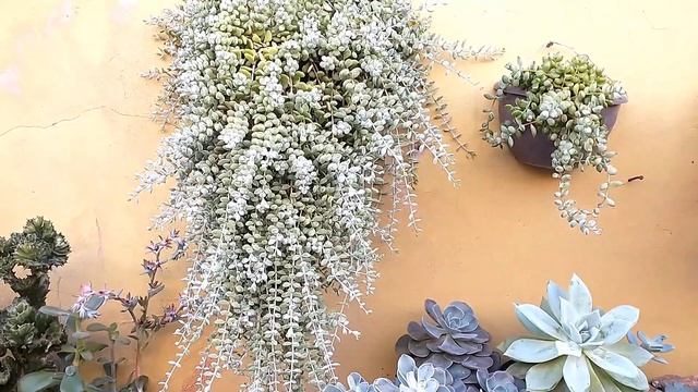 Cotyledon pendens dicas cuidados e propagação e mais..... смотреть онлайн