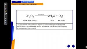 Разложение пероксида водорода под действием каталазы