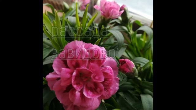 Маленькая часть нашего ассортимента уходящего 2021 смотреть онлайн