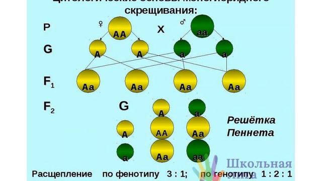 законы наследственности смотреть онлайн