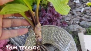 Пополнение моей коллекции хост 2023... коллекционные сорта и не только #хоста#сорт#новые#распаковка