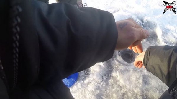 Первый лед 1 декабря! Крупный окунь ловля балду. Жерлицы.