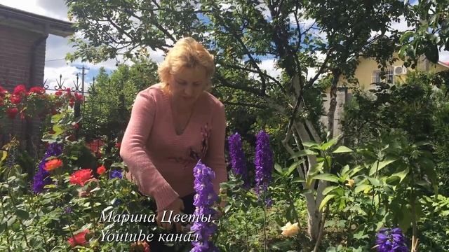 РОЗА ФЛОРИБУНДА . ВНИМАНИЕ ! ! ! ОБРЕЗКА смотреть онлайн