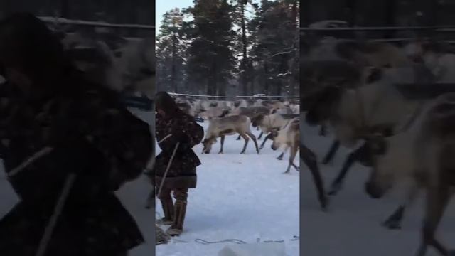 Аркан это веревка которым ловят оленей смотреть онлайн