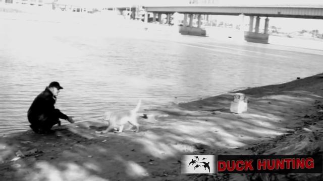 Охота на уток.Воспитание щенка лабрадора для охоты! смотреть онлайн