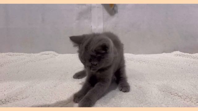 【10/26撮影】猫じゃらし大好きなブリティッシュショートヘアちゃん！ смотреть онлайн