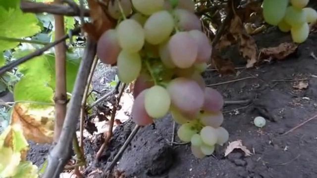 Сорт винограда Аркадия новая. смотреть онлайн