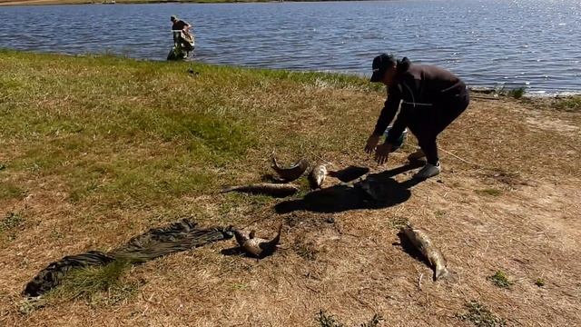 Платная рыбалка, пруд Черноморец 03.09.20г. Улов рыбака. смотреть онлайн