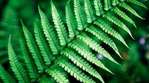 Папоротник - интересные факты