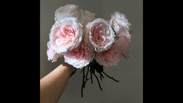 Японские розы в моем Саду . Часть3. Киши, Принцесса Айко, Аои, Корона, Черничный замок. смотреть онлайн