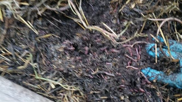Выбираю биогумус из буртов с червем смотреть онлайн
