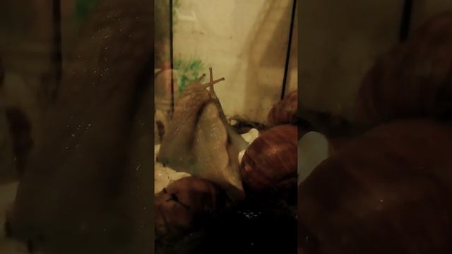 Улитки целуются смотреть онлайн