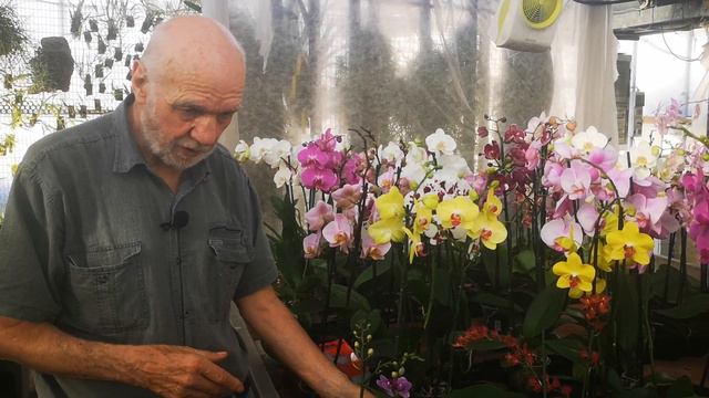 recuperare orchidee "buttate via" è un opera meritoria n°2 смотреть онлайн