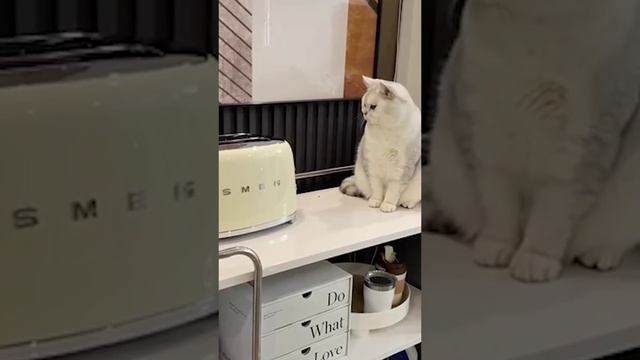 СМЕШНЫЕ ЖИВОТНЫЕ!!! смотреть онлайн