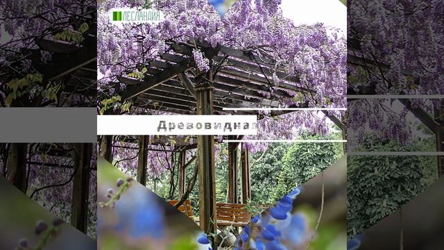 Глициния Китайская Янтай, Семена смотреть онлайн