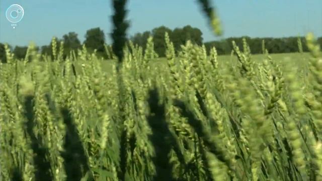 Новые сорта пшеницы и ржи вывели новосибирские селекционеры смотреть онлайн