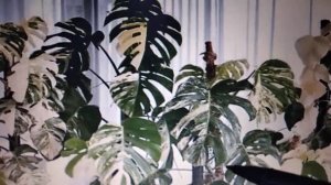 Монстера Борзига или Альба? В чем разница?