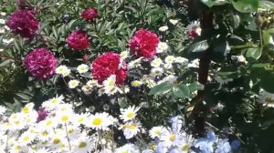 Пион Армани Peony в цветущем палисаднике.Peony Armani Peony in a blooming front garden.