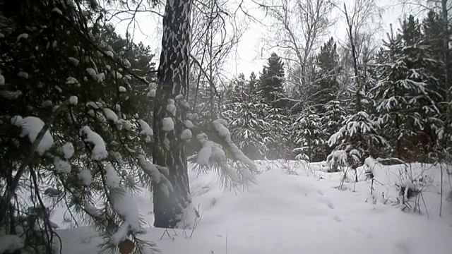 Снежный лес и спокойная музыка смотреть онлайн