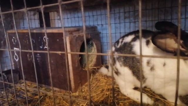 Кролики зимой. Ситуация в стране.Хранение моркови. Поход в магазин смотреть онлайн