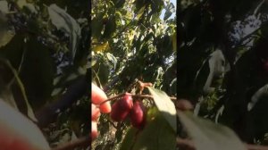 КИЗИЛ садовый!!! Начало созревания.