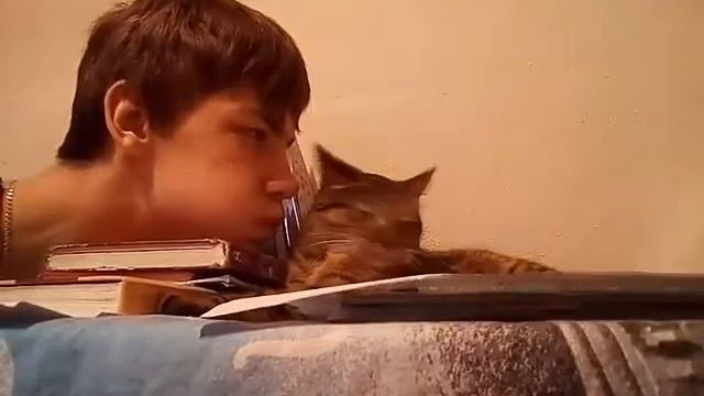 Что будет если подуть на кошку? смотреть онлайн