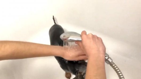 УХОД ЗА ЙОРКШИРСКИМ ТЕРЬЕРОМ\NIKE YORKSHIRE TERRIER