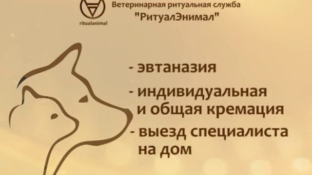 Кремация домашних животных в Челябинске. Ритуальные услуги для животных