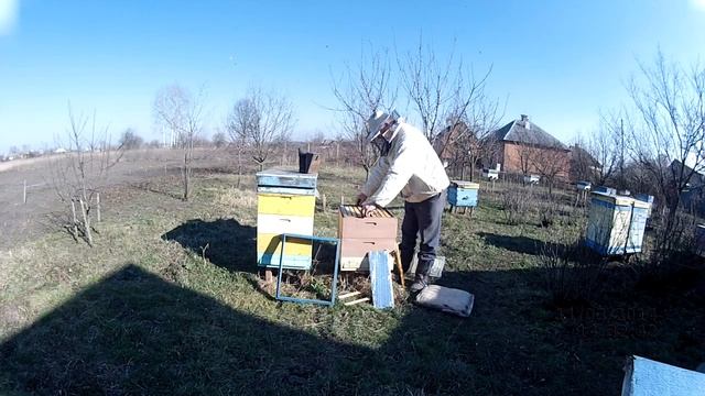 Осмотр семей на 230 и 145 рамку.Автор ИЗМАЙЛОВ Г.Б. смотреть онлайн