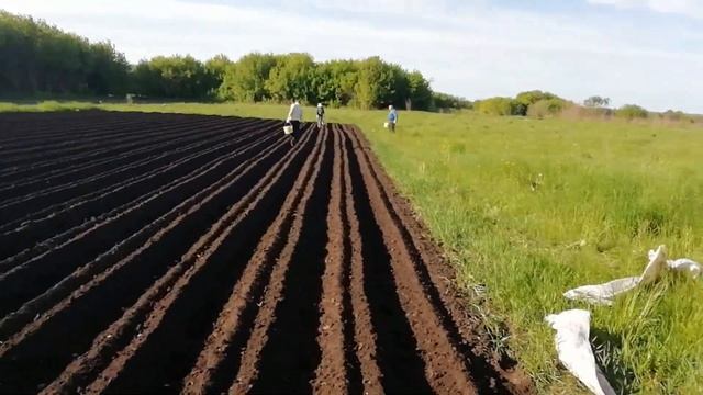 Сажаем картофель мотоблоком патриот Vegas 7. смотреть онлайн