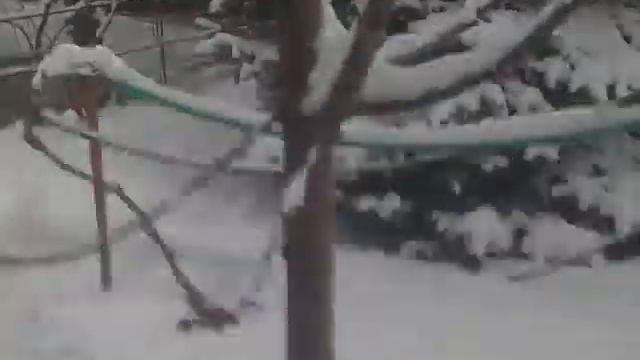 Beagle Tricolor I. (A mi Bigink) смотреть онлайн