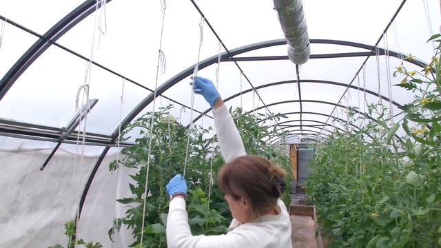 ВЫРАЩИВАЙТЕ ОГУРЦЫ ТАК, УРОЖАЙ БУДЕТЕ СОБИРАТЬ ВЁДРАМИ смотреть онлайн