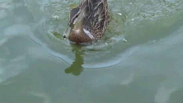 Scale rc boats etc BAMM Festival summer 2017, Vancouver. Масштабные радиоуправляемые лодки - шоу смотреть онлайн