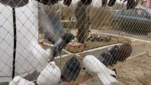 ЯРМАРКА-ВЫСТАВКА ГОЛУБЕЙ г.ОРЁЛ | 05.11.2022 | НИКОЛАЕВСКИЕ ГОЛУБИ