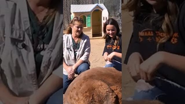 Animal Adventures / Kangaroos смотреть онлайн