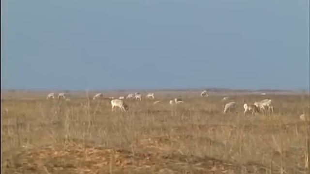 Сайгак. Карма степей (Warning Graphic Content) смотреть онлайн