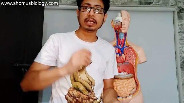 Endoscopy test in Hindi смотреть онлайн